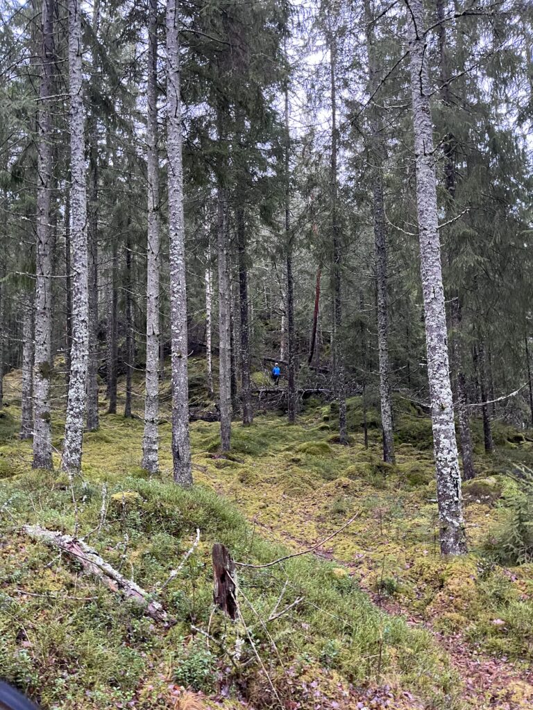 Granskog med en person i blå jacka mitt i bilden. Personen är långt borta.